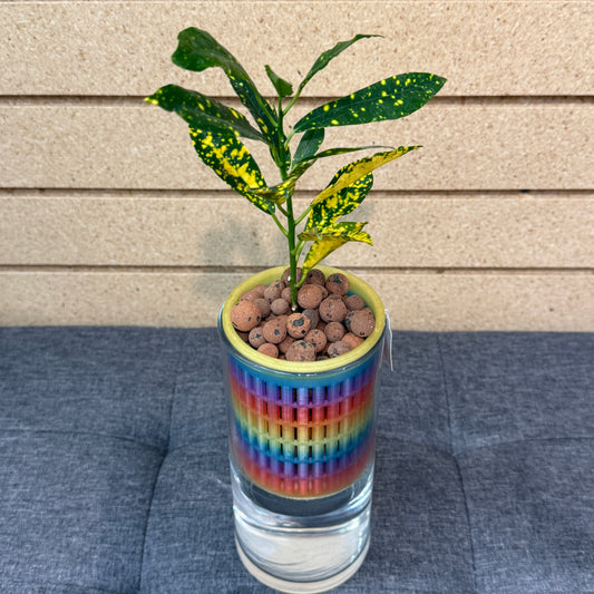 Croton Gold Dust Self-Watering Vase, Pre-Planted