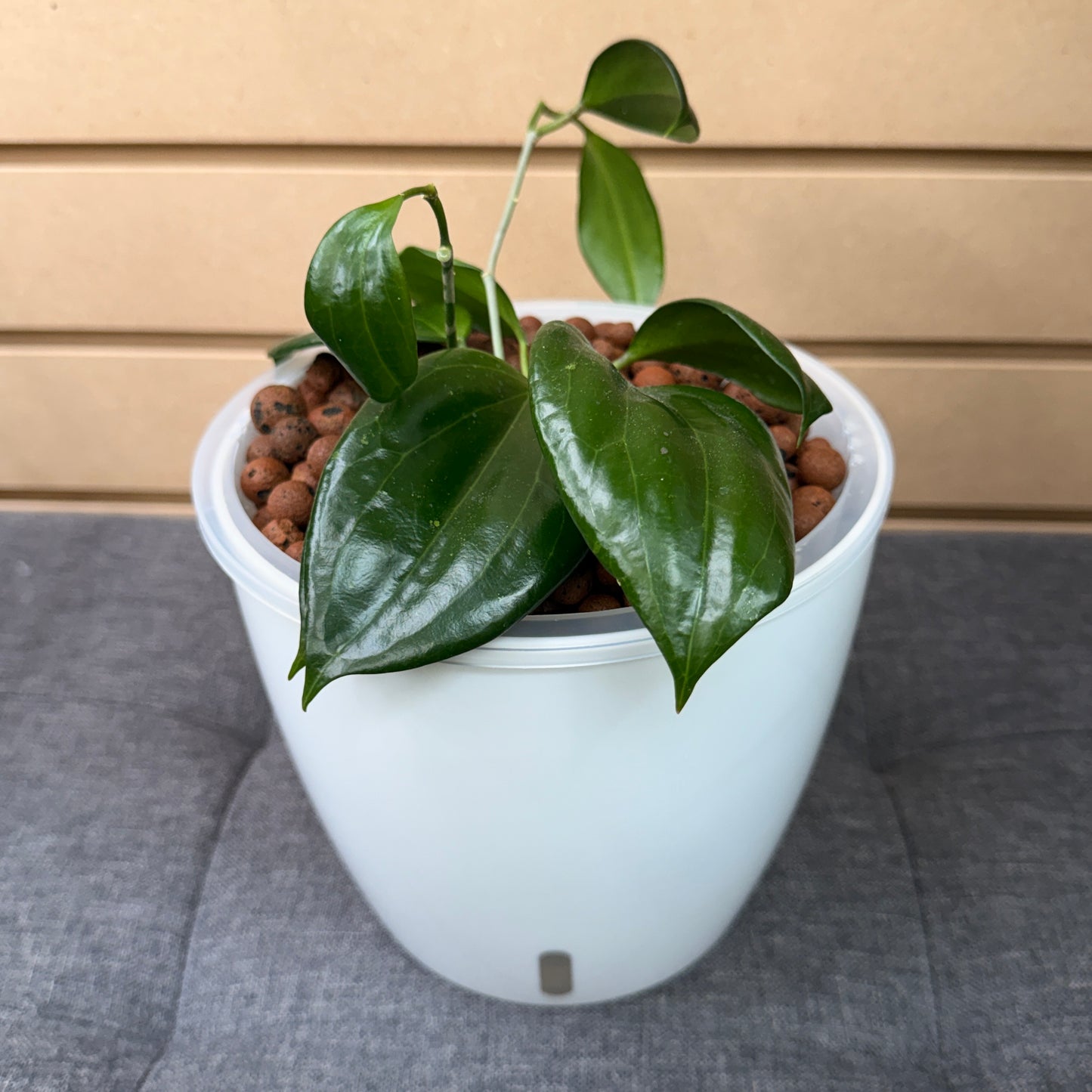 Hoya Latifolia Sarawak 7 Inch, Pre-Planted