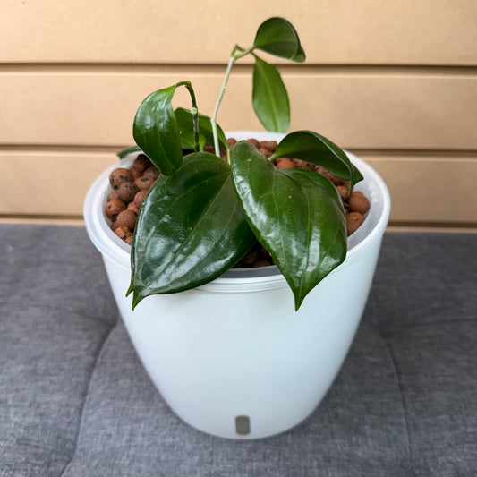 Hoya Latifolia Sarawak 7 Inch, Pre-Planted