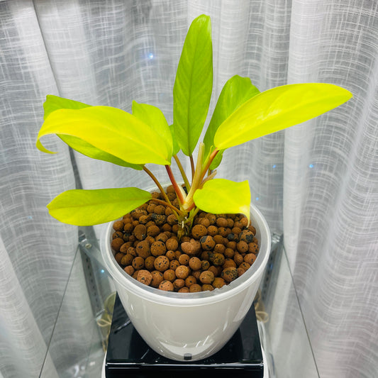 Philodendron Golden Goddess 7 Inch, Pre-Planted