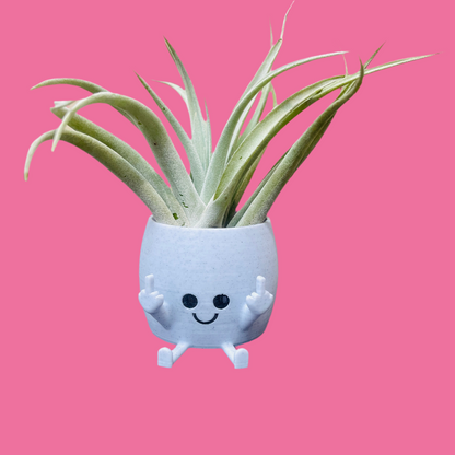 Air Plant & Table Top Pot - MOODY