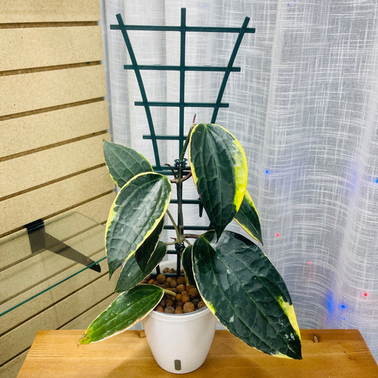 Hoya Macrophylla Variegated with Trellis,  Pre-Planted