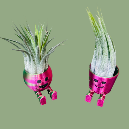 Air Plant & Table Top Pot -  Mini Airhead