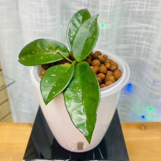 Hoya Carnosa Freckles,  Pre-Planted