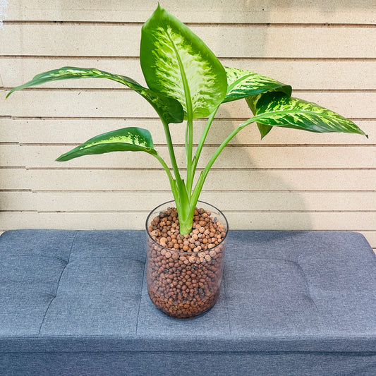 Dieffenbachia Tropical Snow Large Floating Pedestal Vase, Pre-Planted