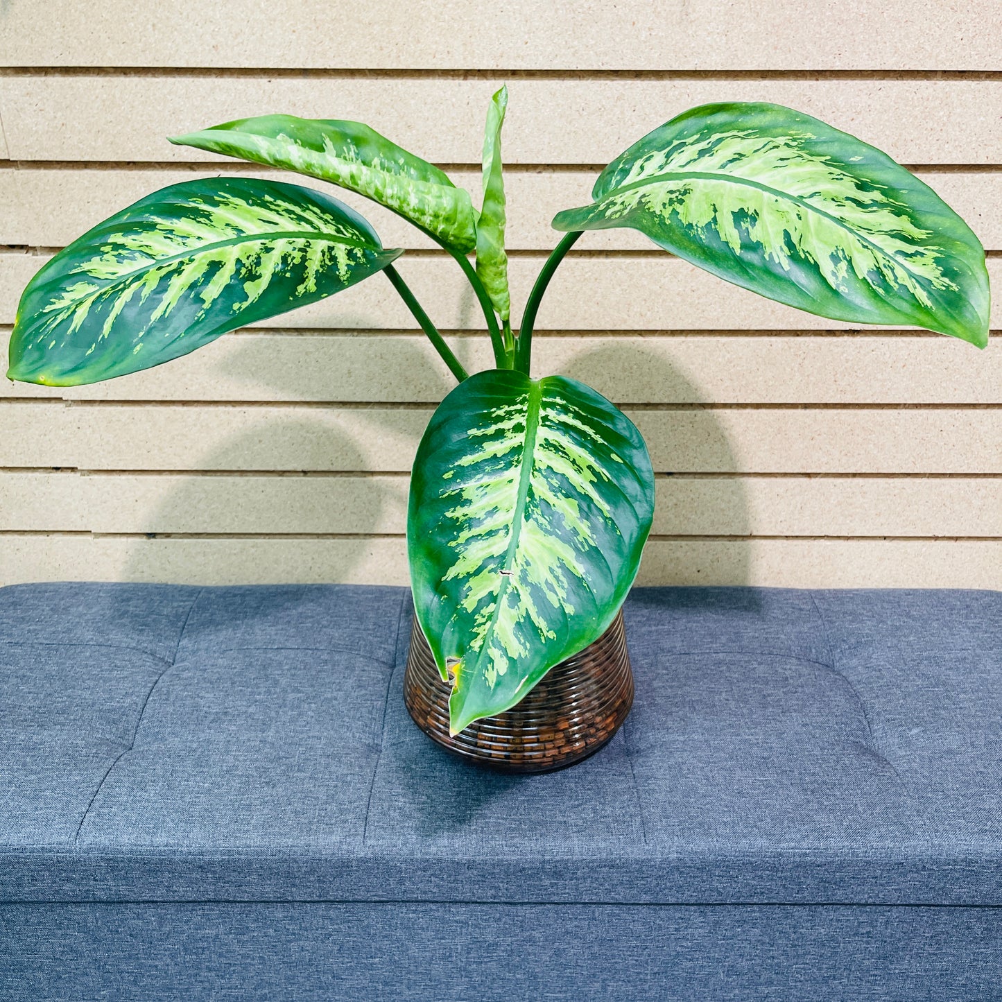 Dieffenbachia Tropical Snow Rippled Vase, Pre-Planted