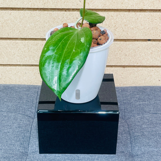 Hoya Latifolia Sarawak, Pre-Planted
