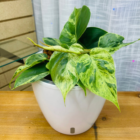 Philodendron Heartleaf Variegated 7 Inch,  Pre-Planted