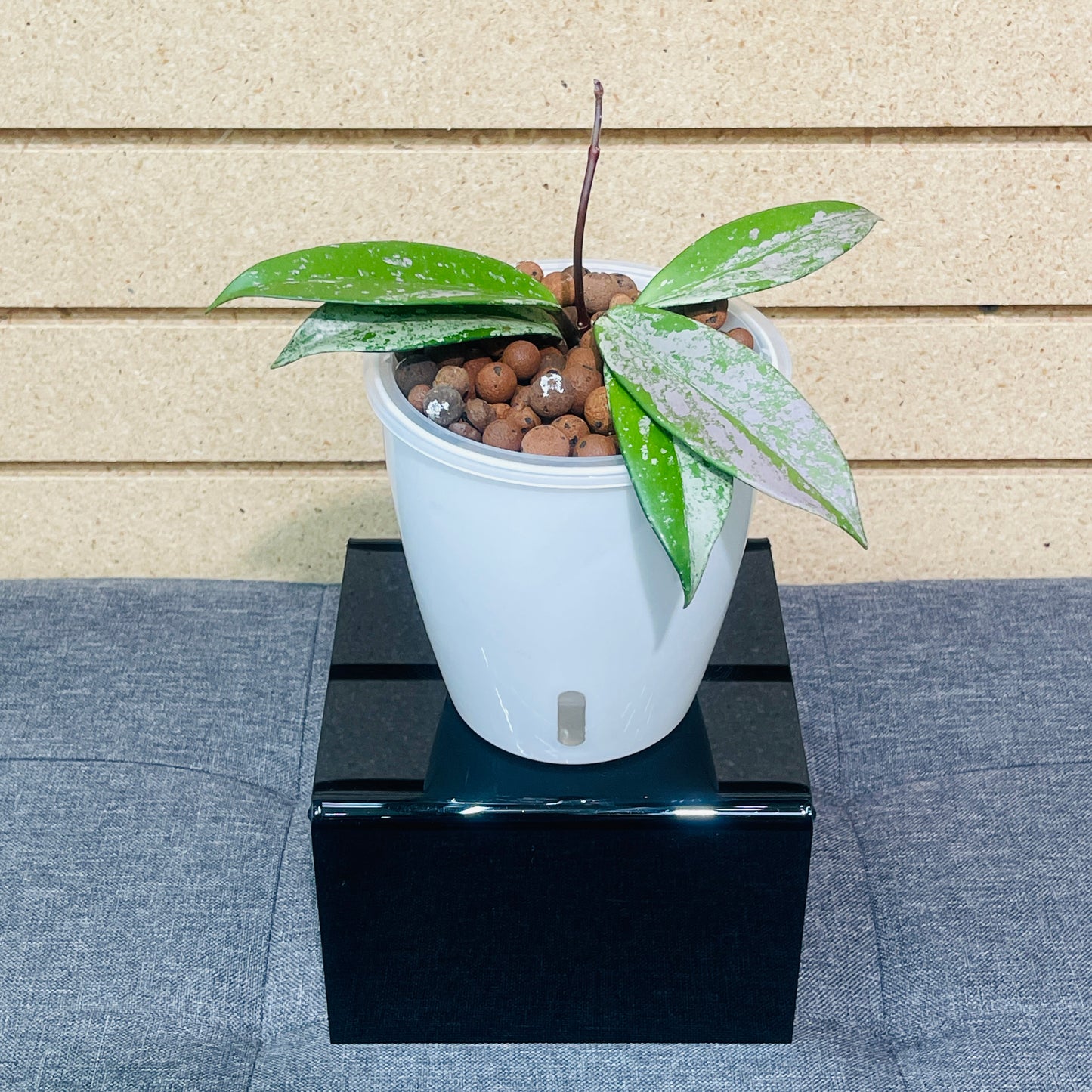 Hoya Pubicalyx Super Splash, Pre-Planted