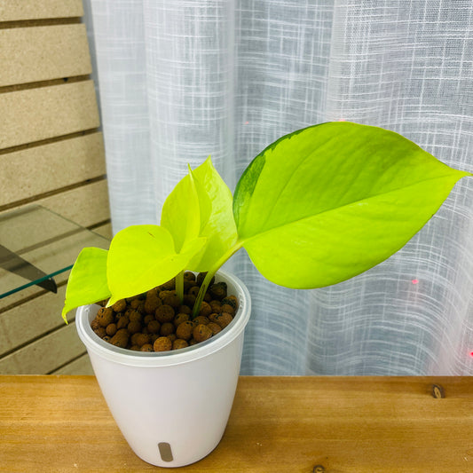 Pothos Neon,  Pre-Planted