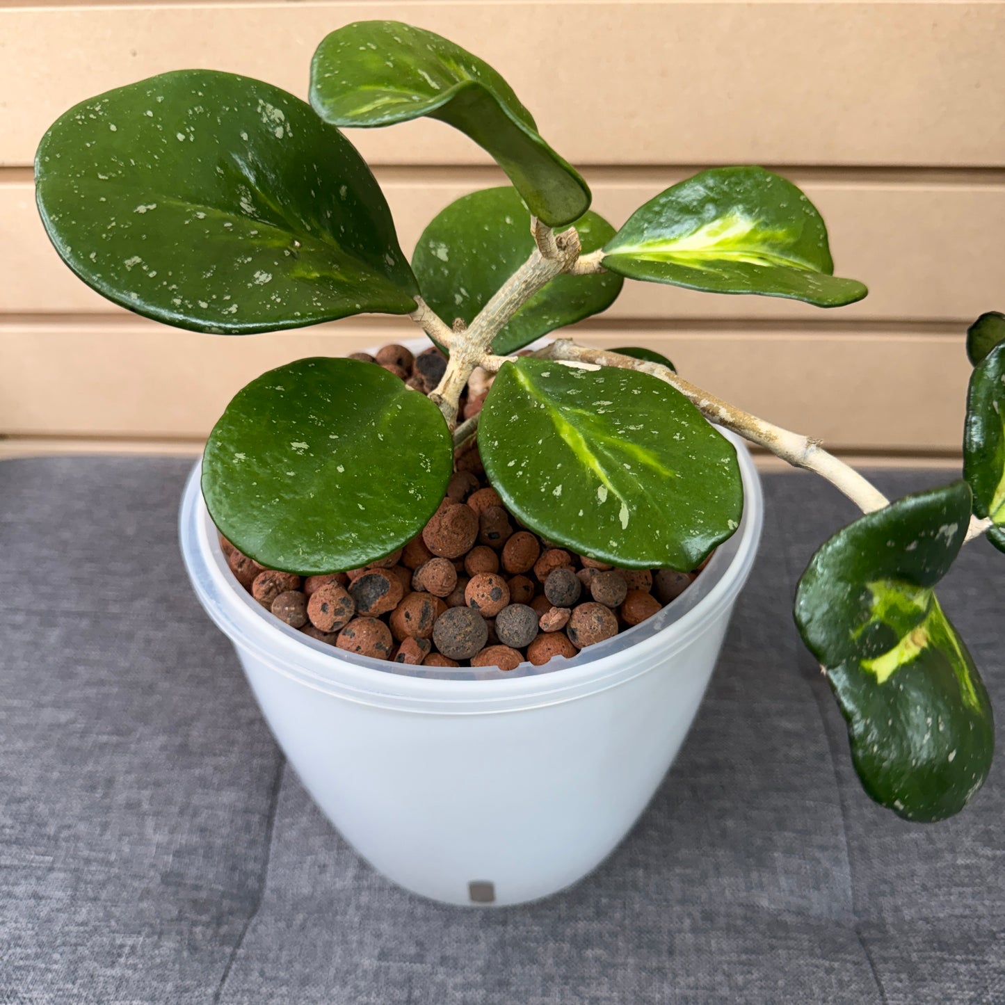 Hoya Obovata Variegated 7 Inch, Pre-Planted