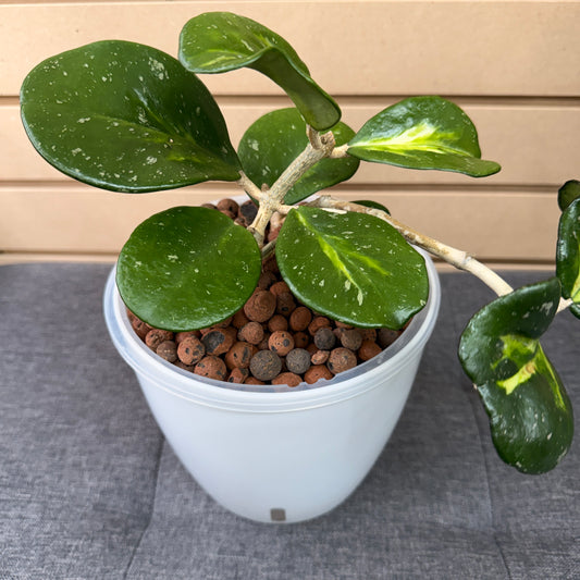 Hoya Obovata Variegated 7 Inch, Pre-Planted
