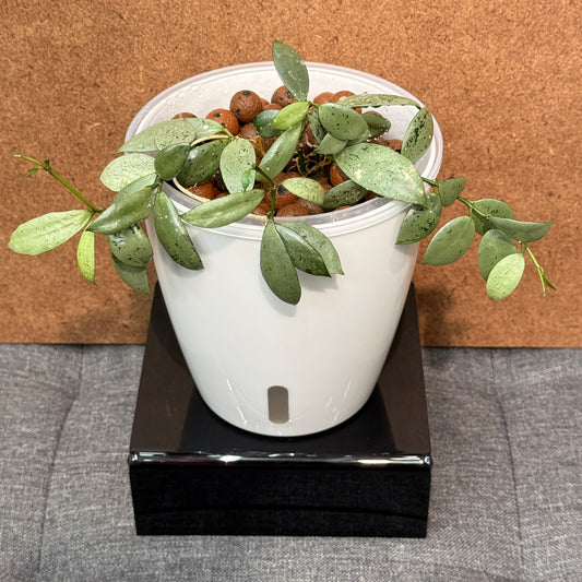 Hoya Lacunosa Moonlight,  Pre-Planted