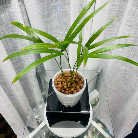 Palm Areca, Pre-Planted