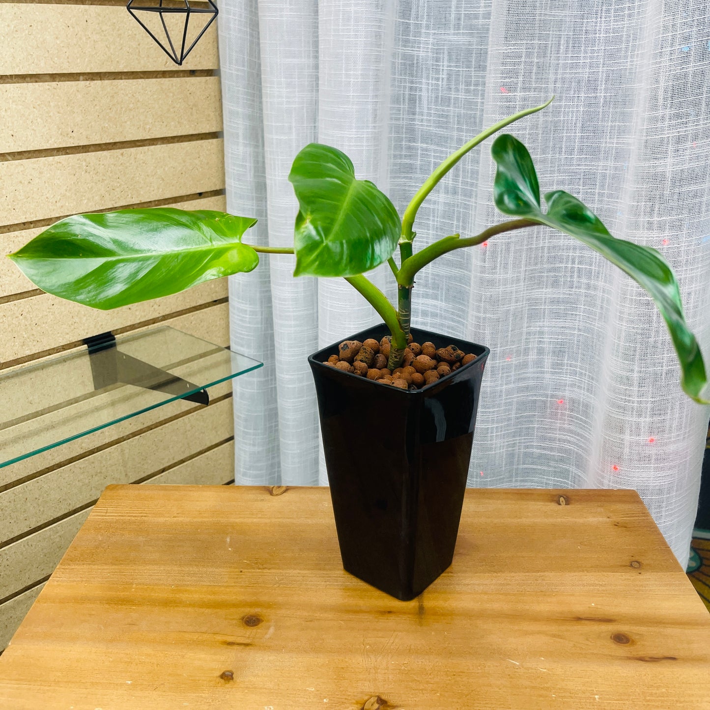 Philodendron Emerald Green Smokey Rectangle Vase, Pre-Planted