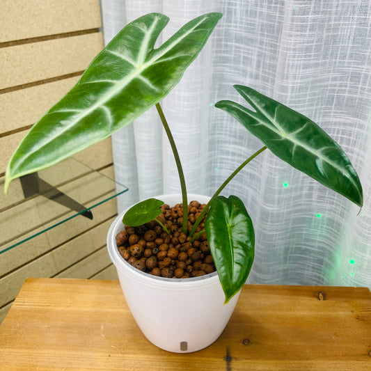 Alocasia Longiloba 7 Inch, Pre-Planted