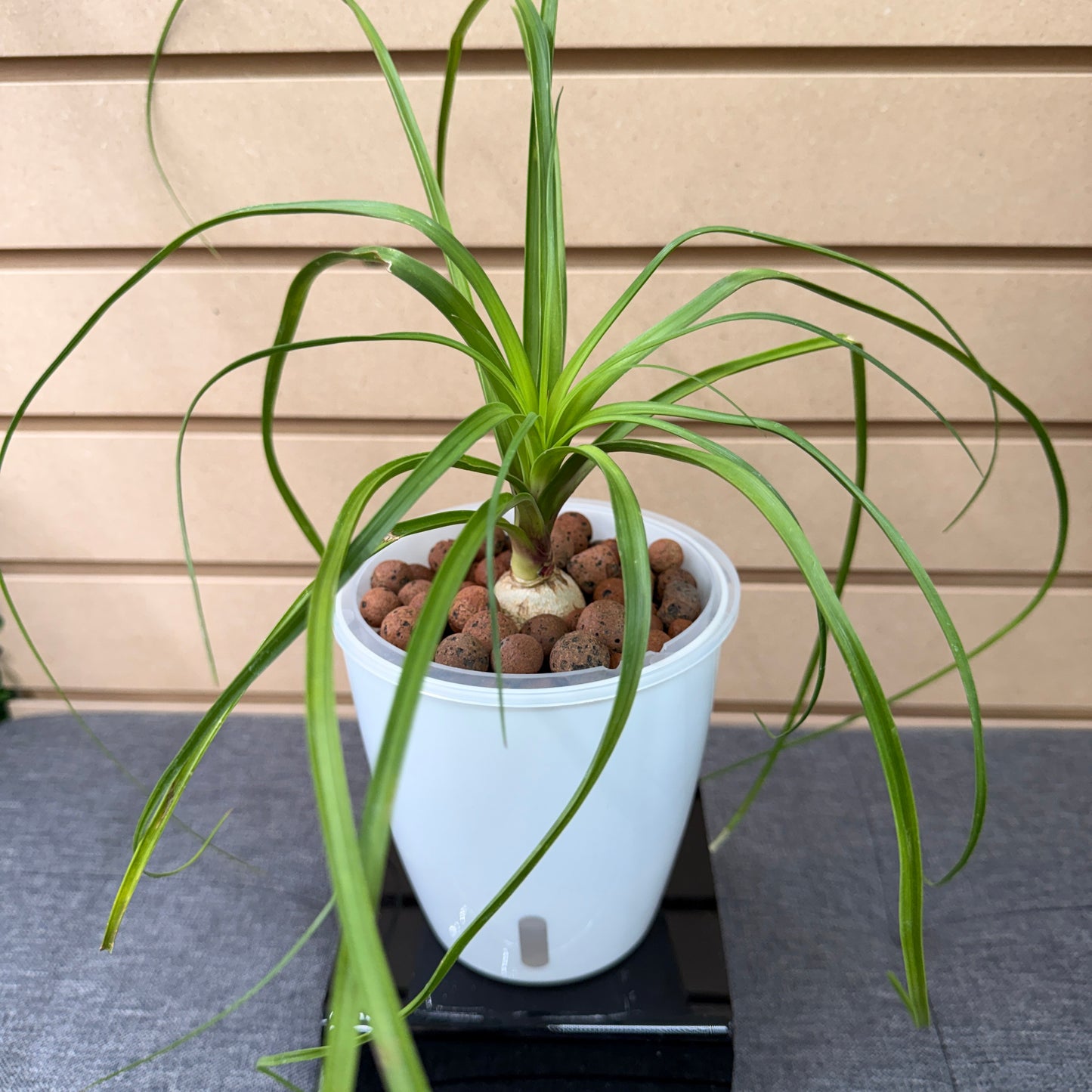 Ponytail Palm (Beaucarnea Recurvata), Pre-Planted