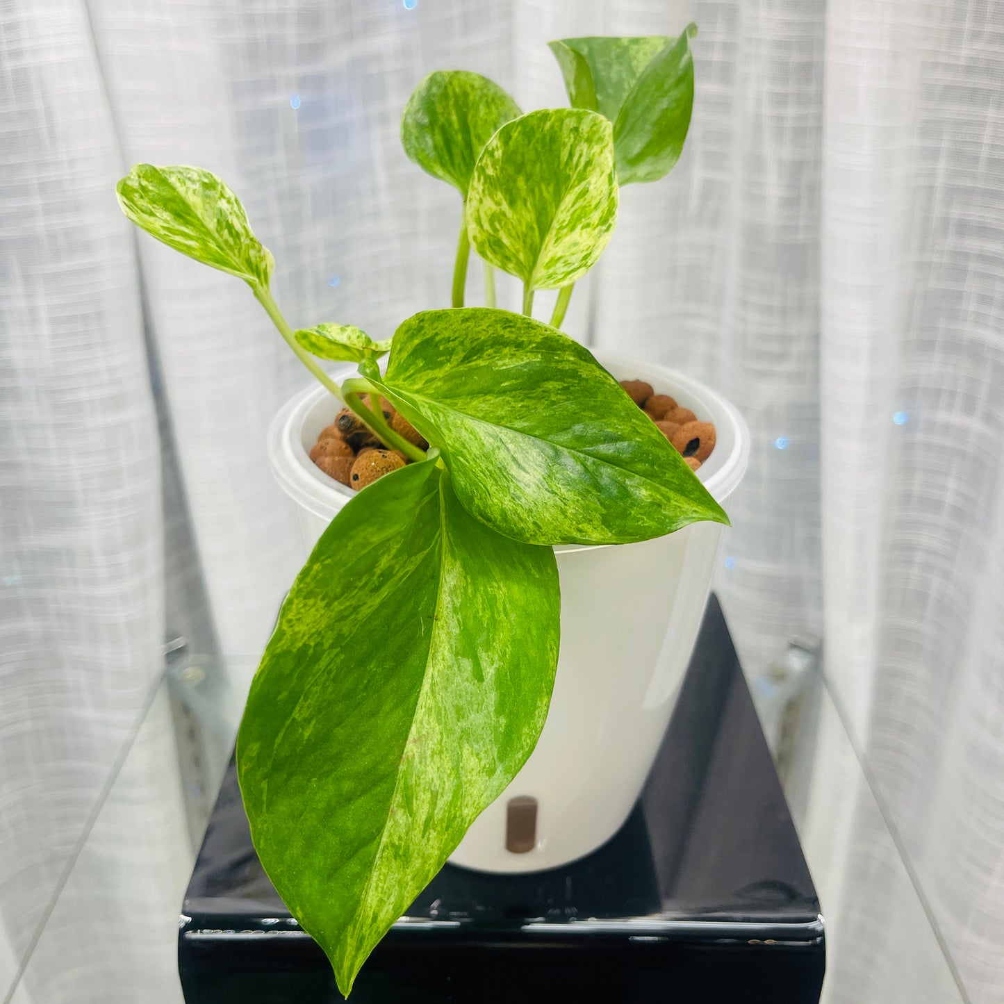 Pothos Marble Queen, Pre-Planted