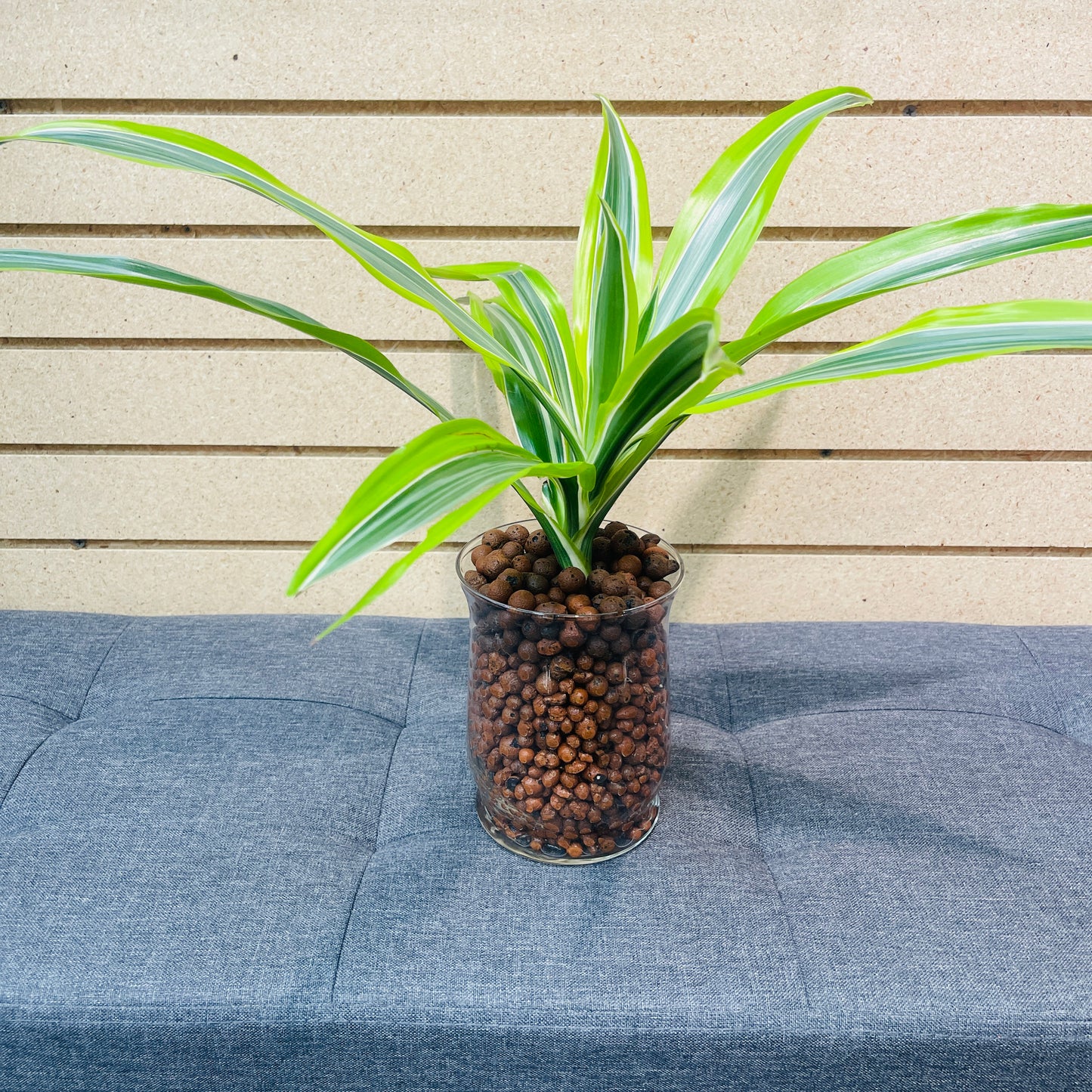 Dracaena Lemon Lime Stout Glass Vase, Pre-Planted