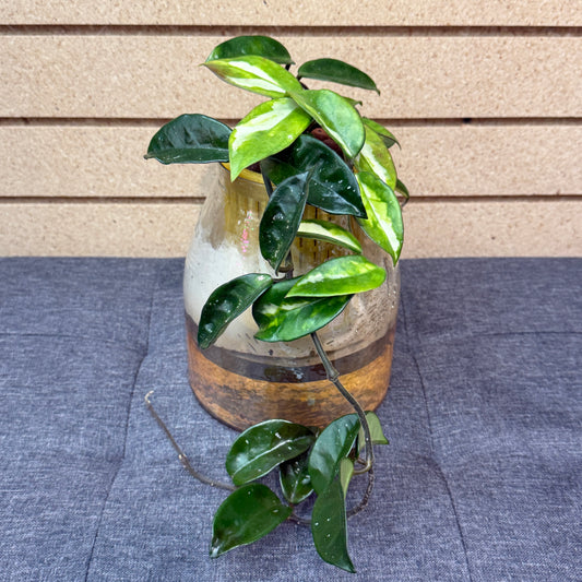 Hoya Carnosa Tricolor Self-Watering Vase, Pre-Planted