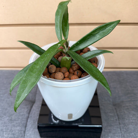 Hoya Minibelle, Pre-Planted