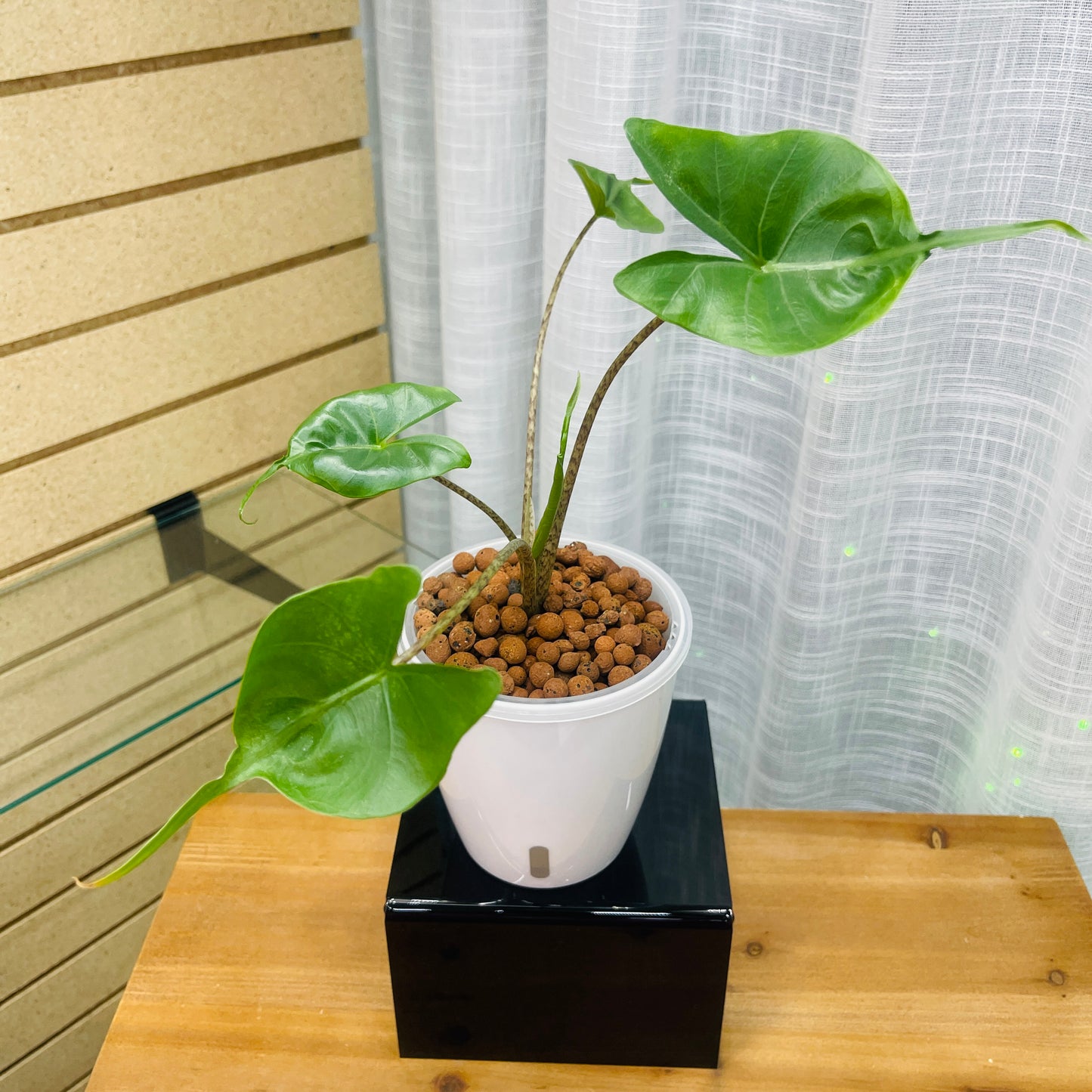 Alocasia Stingray, Pre-Planted