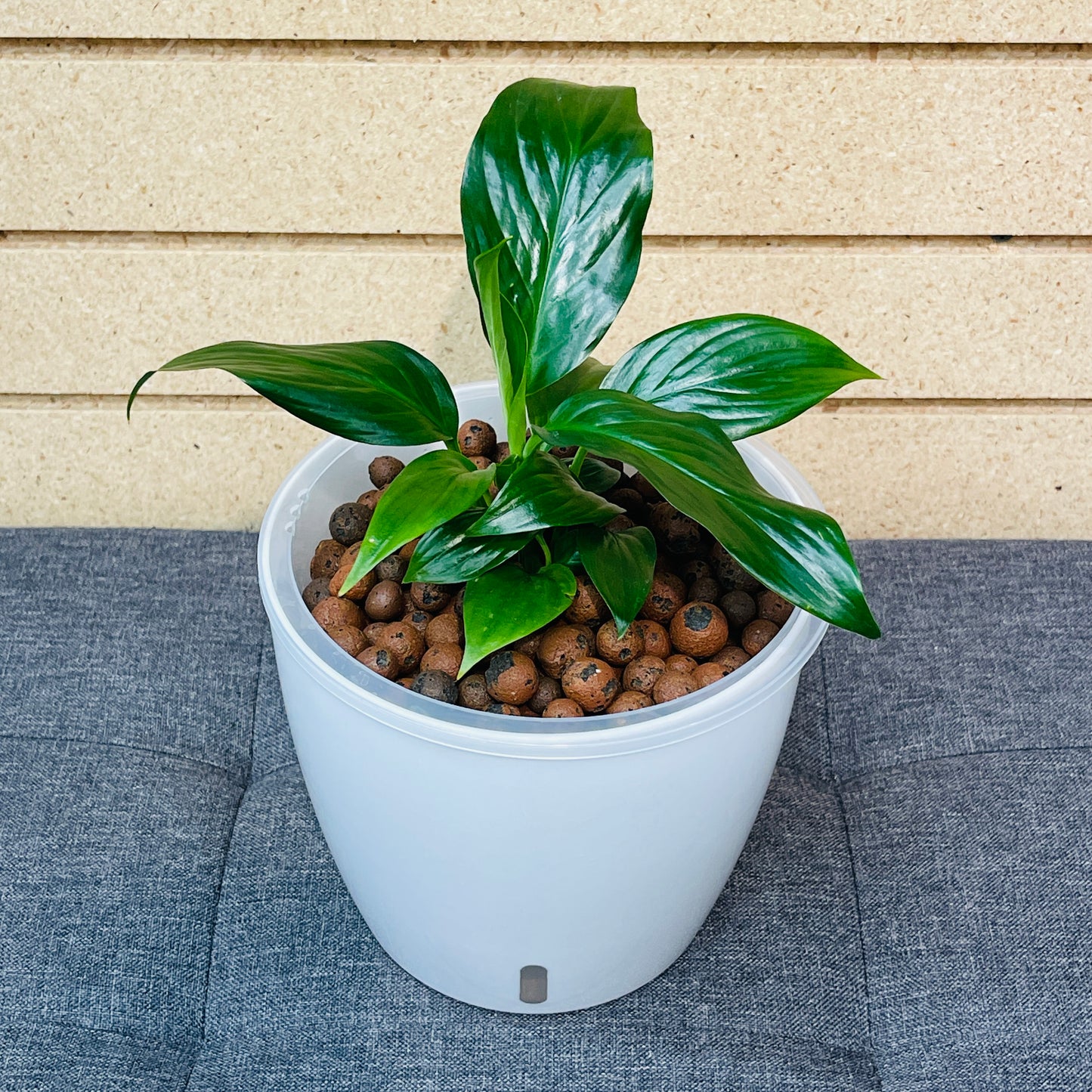 Peace Lily Green 7 Inch, Pre-Planted