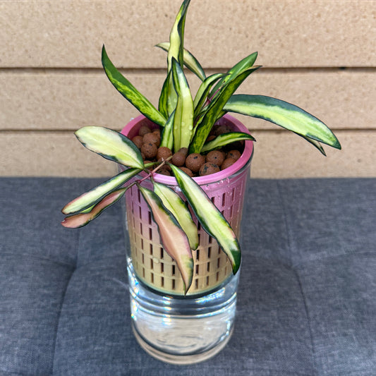 Hoya Wayetii 'Tricolor' Self-Watering Vase, Pre-Planted