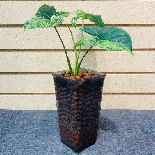 Syngonium Mojito Arrowhead Smokey Rectangular Vase,  Pre-Planted