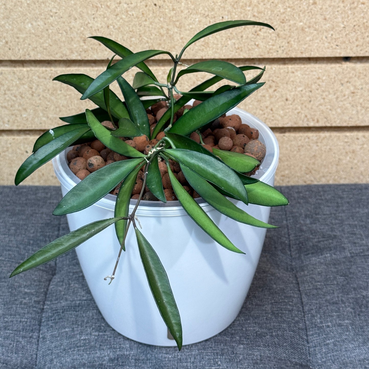 Hoya Wayetii 'Green' 7 Inch,  Pre-Planted