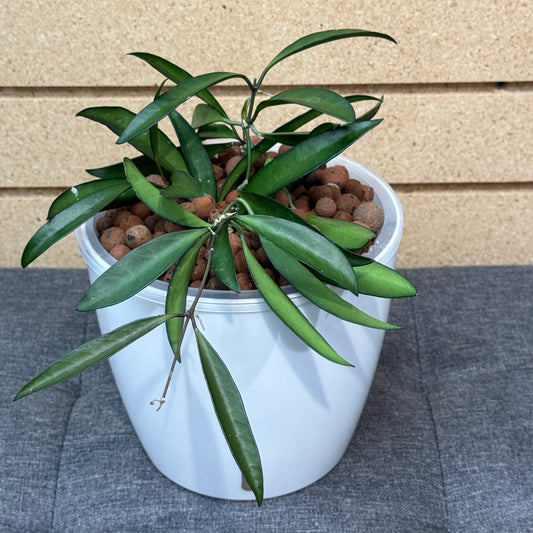 Hoya Wayetii 'Green' 7 Inch,  Pre-Planted