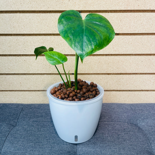 Monstera Deliciosa, Split-Leaf Philodendron 7 Inch,  Pre-Planted