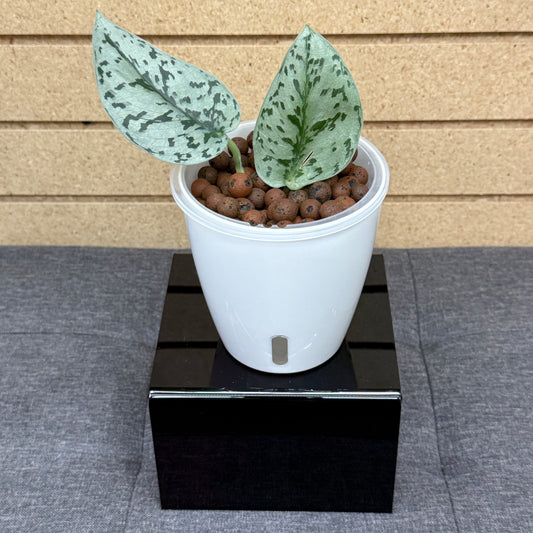 Scindapsus Silver Lady, Pre-Planted