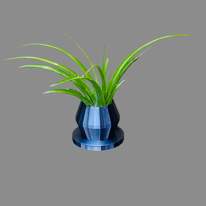 Air Plant & Table Top Pot - Shinny Black Pot