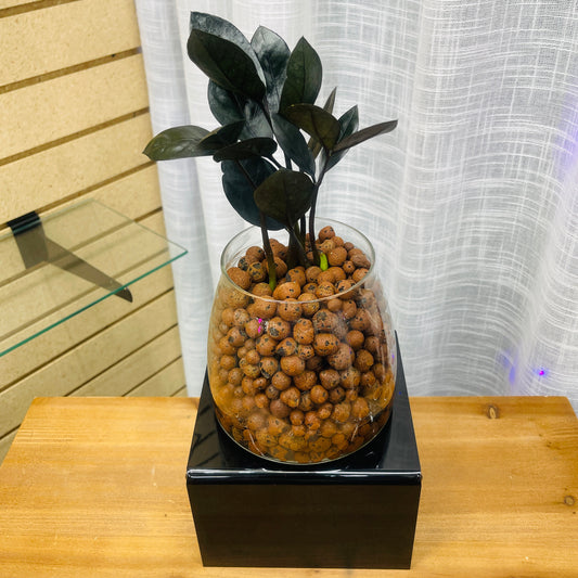 ZZ Raven Zamioculcas Zamiifolia Stout Glass Vase, Pre-Planted