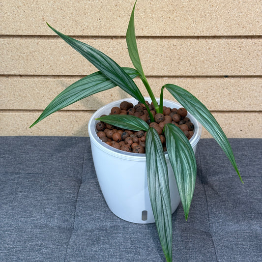 Epipremnum Silver Streak 7 Inch, Pre-Planted