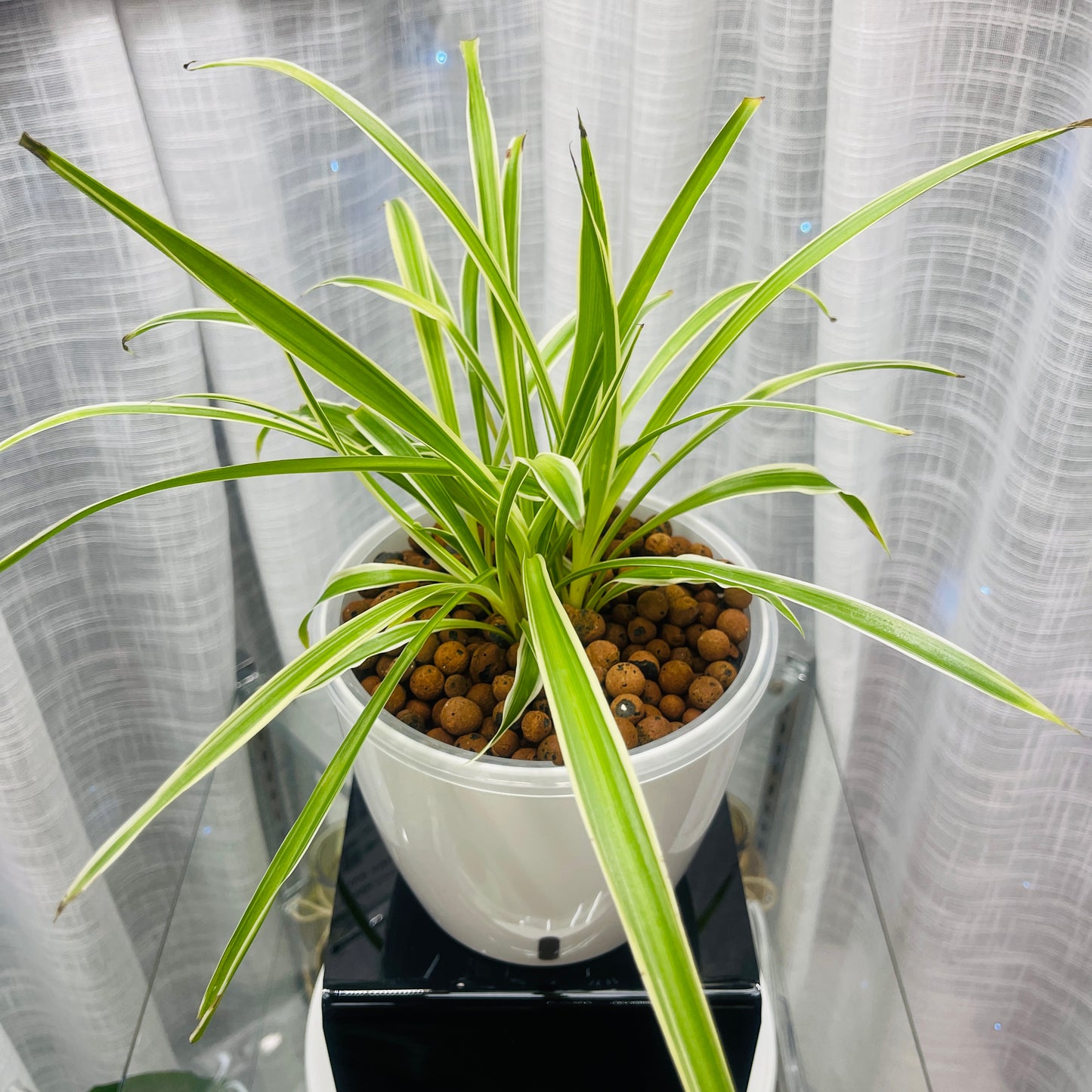 Spider Plant "Pauline" Chlorophytum Comosum,  Pre-Planted