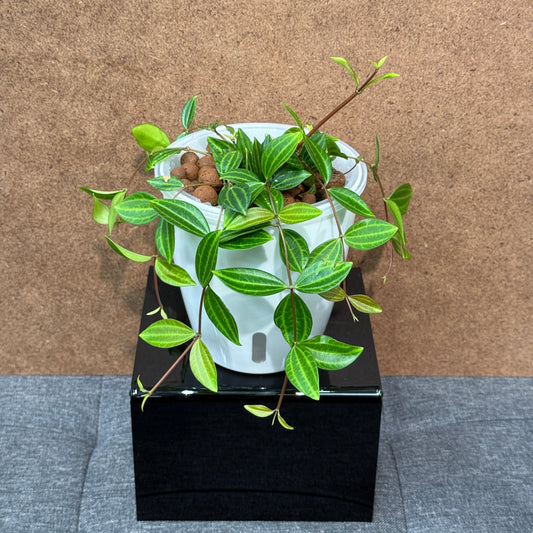 Peperomia Funky Frog, Pre-Planted