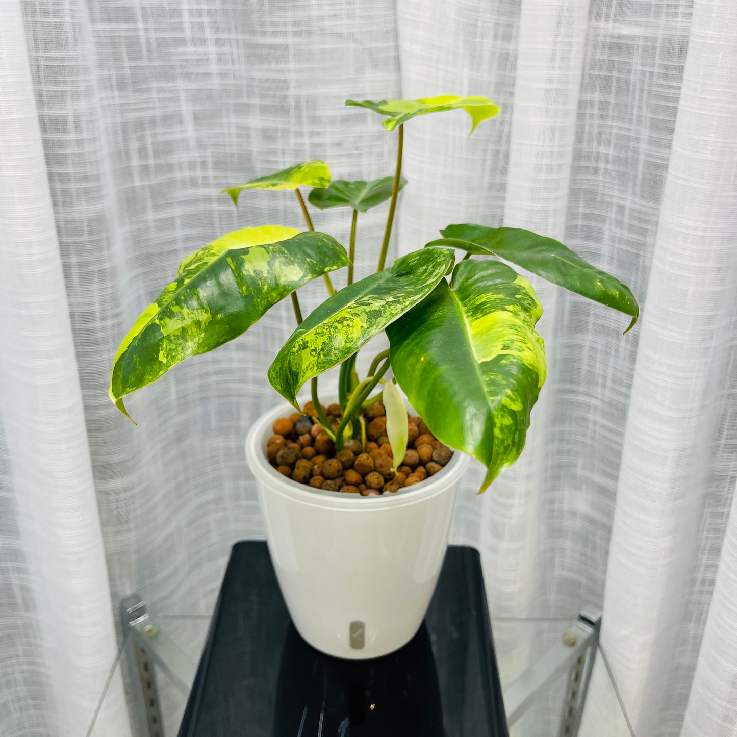 Philodendron Burle Marx Variegata,  Pre-Planted