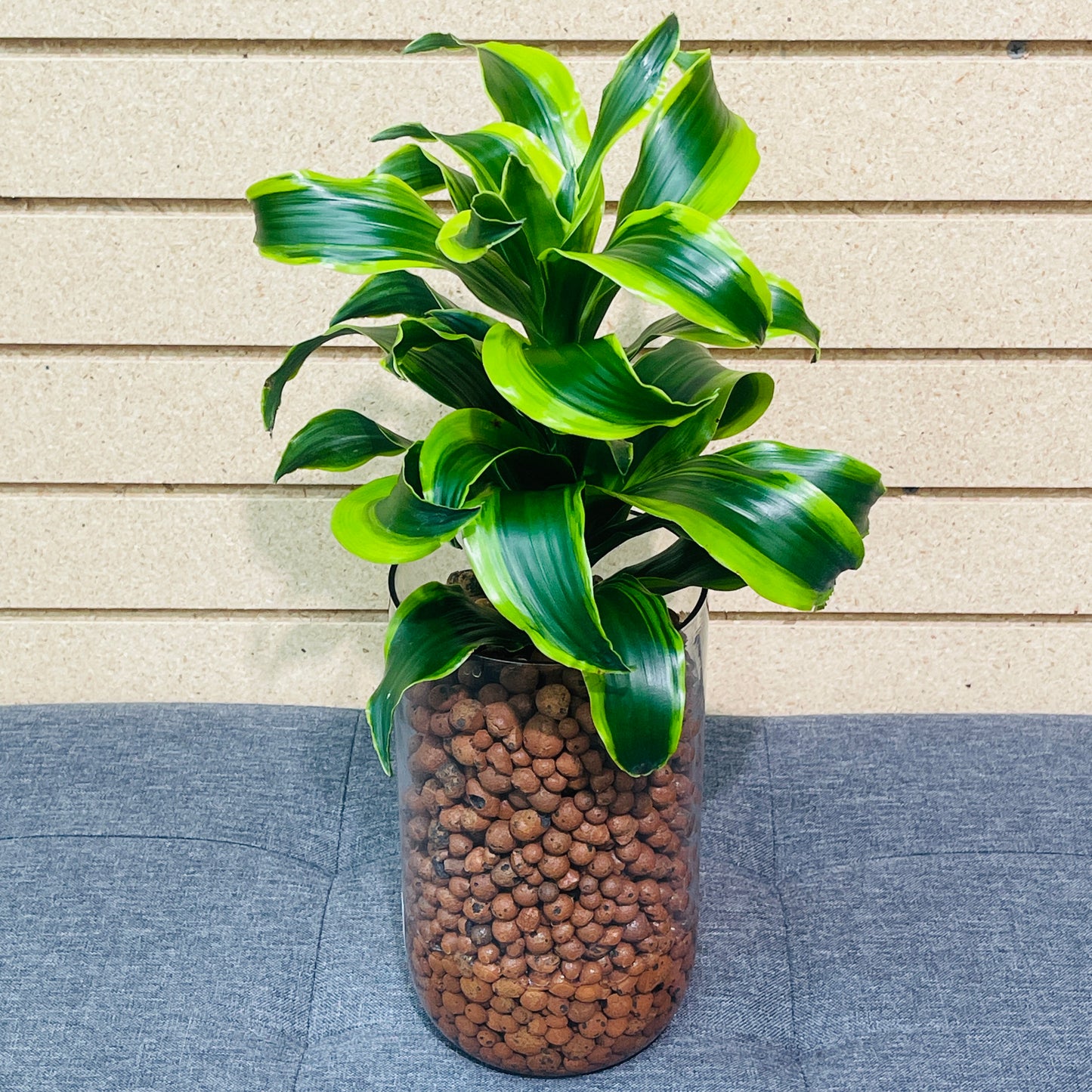 Dracaena Tornado Cylinder Vase, Pre-Planted