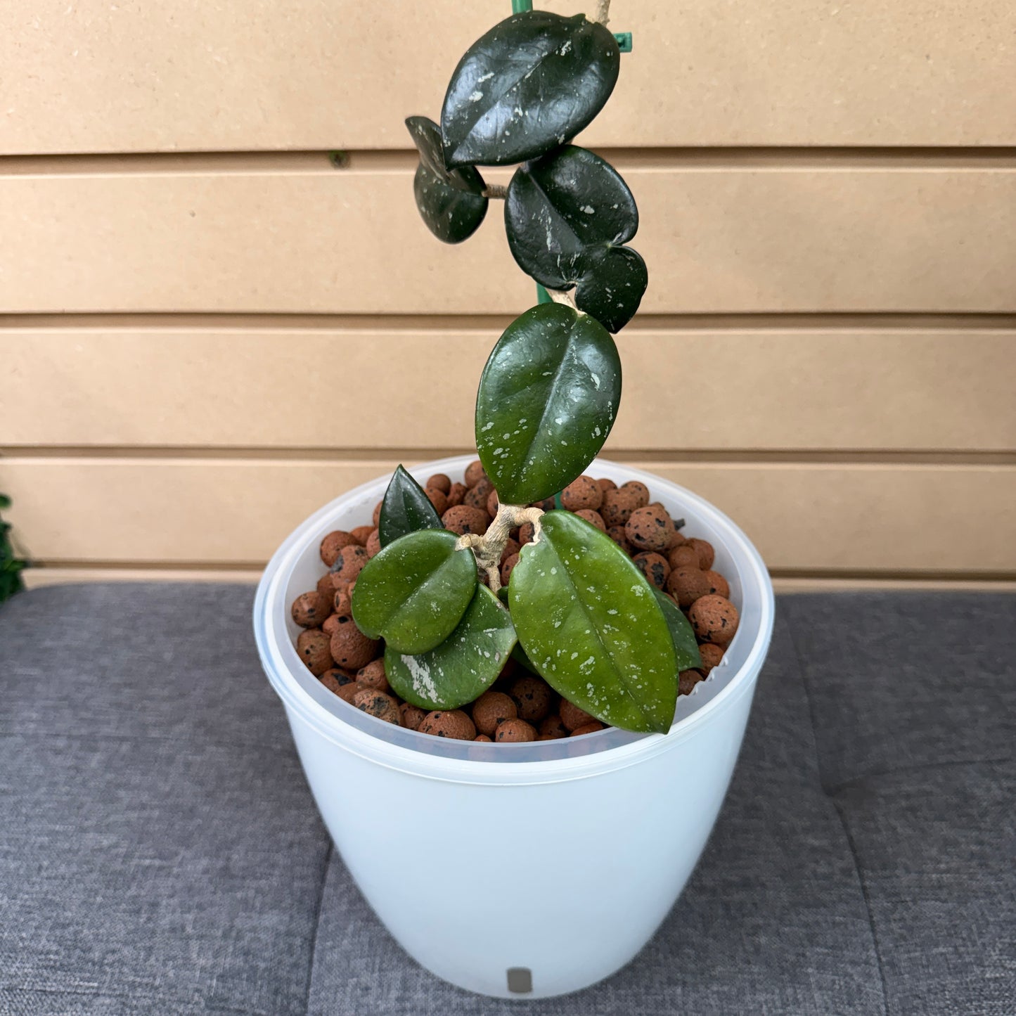 Hoya Fungii Splash 7 Inch,  Pre-Planted