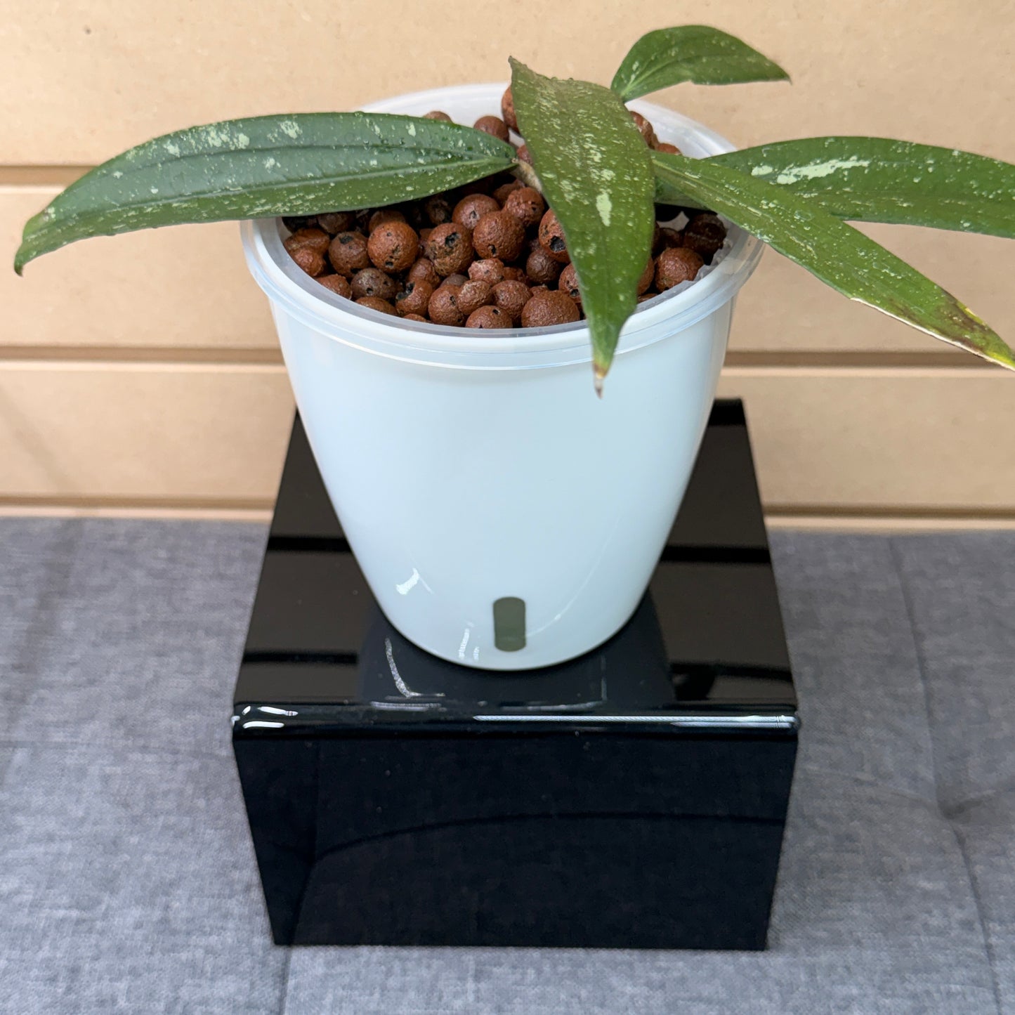 Hoya Rindu Rafflesia,  Pre-Planted