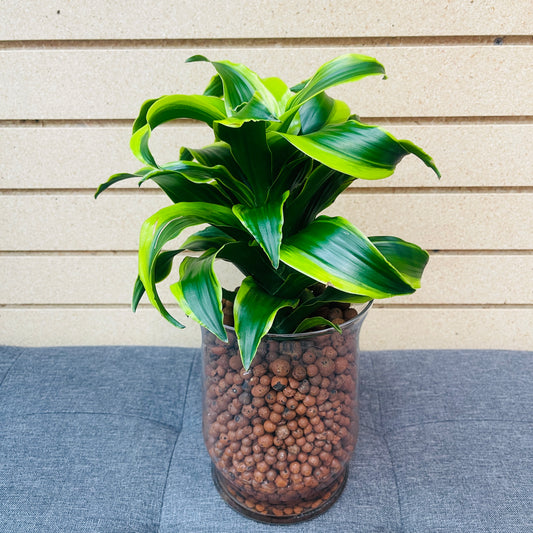 Dracaena Tornado Large Stout Vase, Pre-Planted