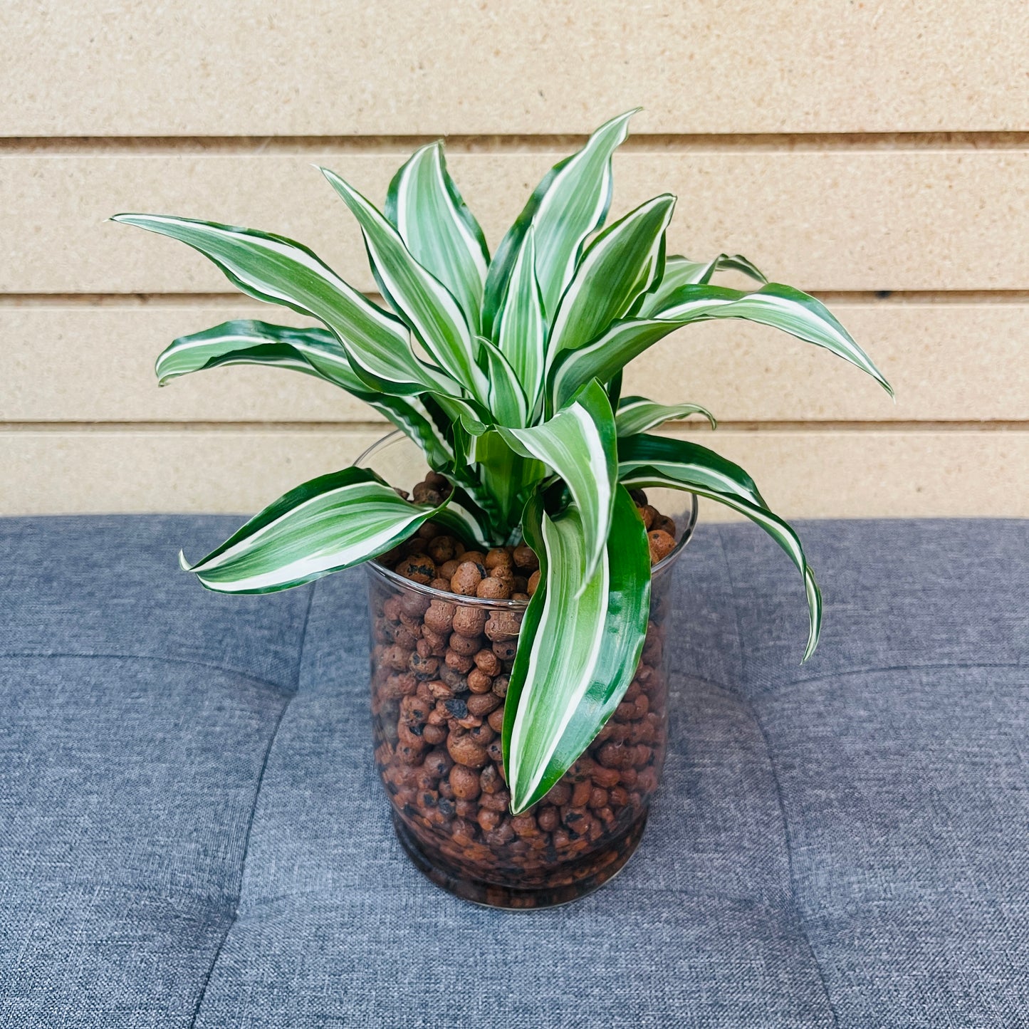 Dracaena Warneckii Compacta Stout Glass Vase, Pre-Planted