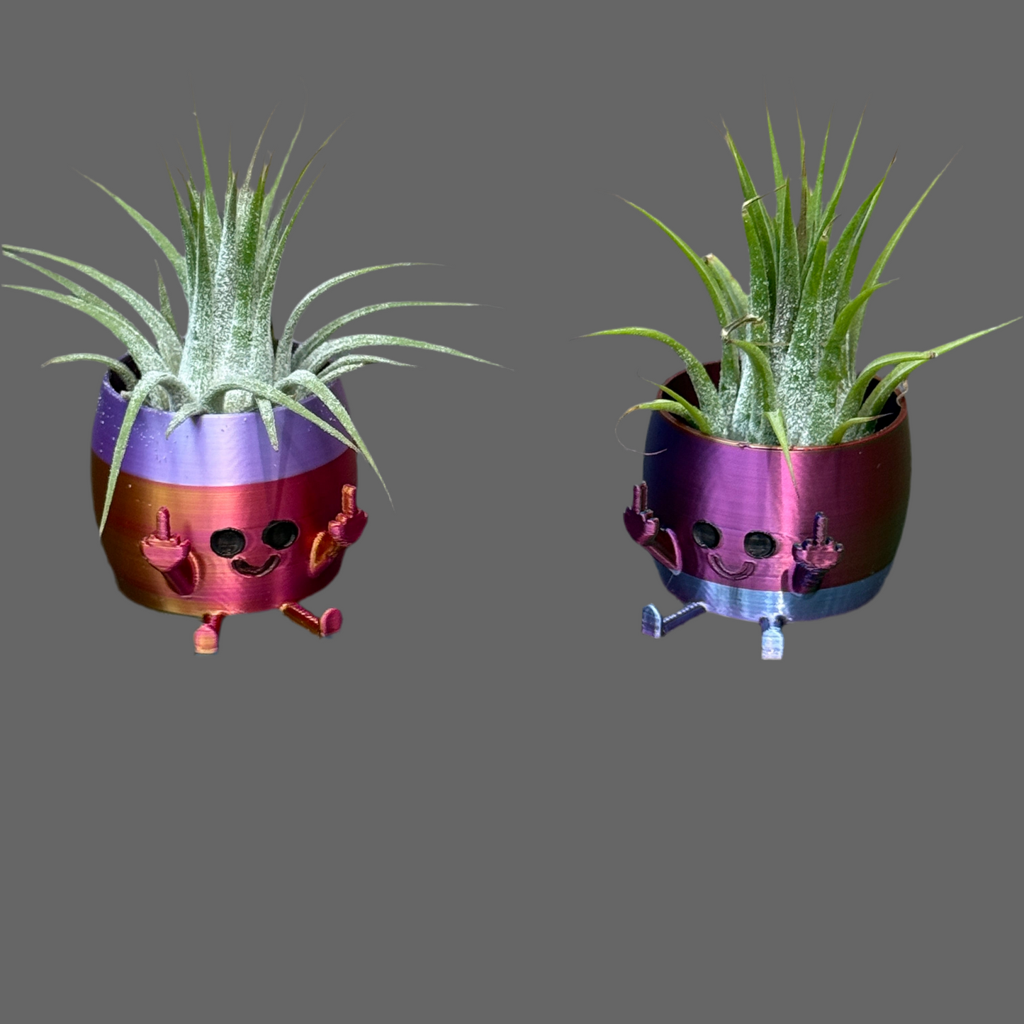 Air Plant & Table Top Pot - MOODY Medium