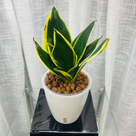 Sansevieria Snake Plant Jade Dwarf Marginated, Pre-Planted