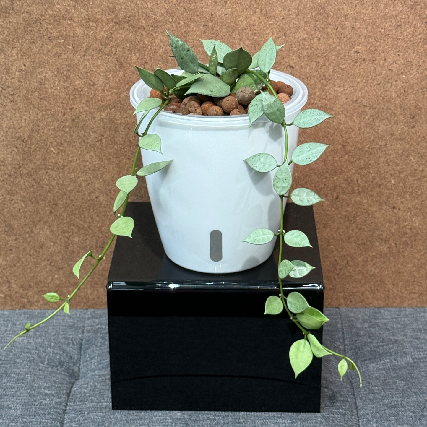 Hoya Lacunosa Mint,  Pre-Planted