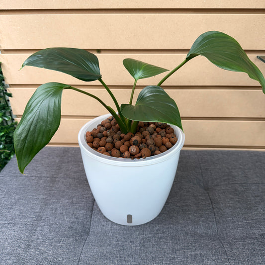 Philodendron Emerald Green 7 Inch, Pre-Planted