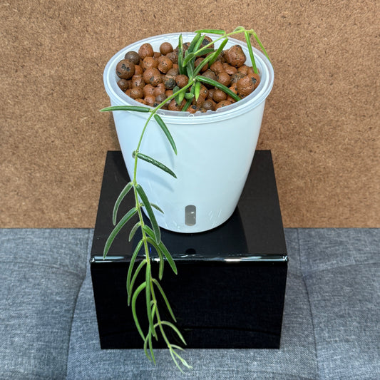 Hoya Linearis, Pre-Planted