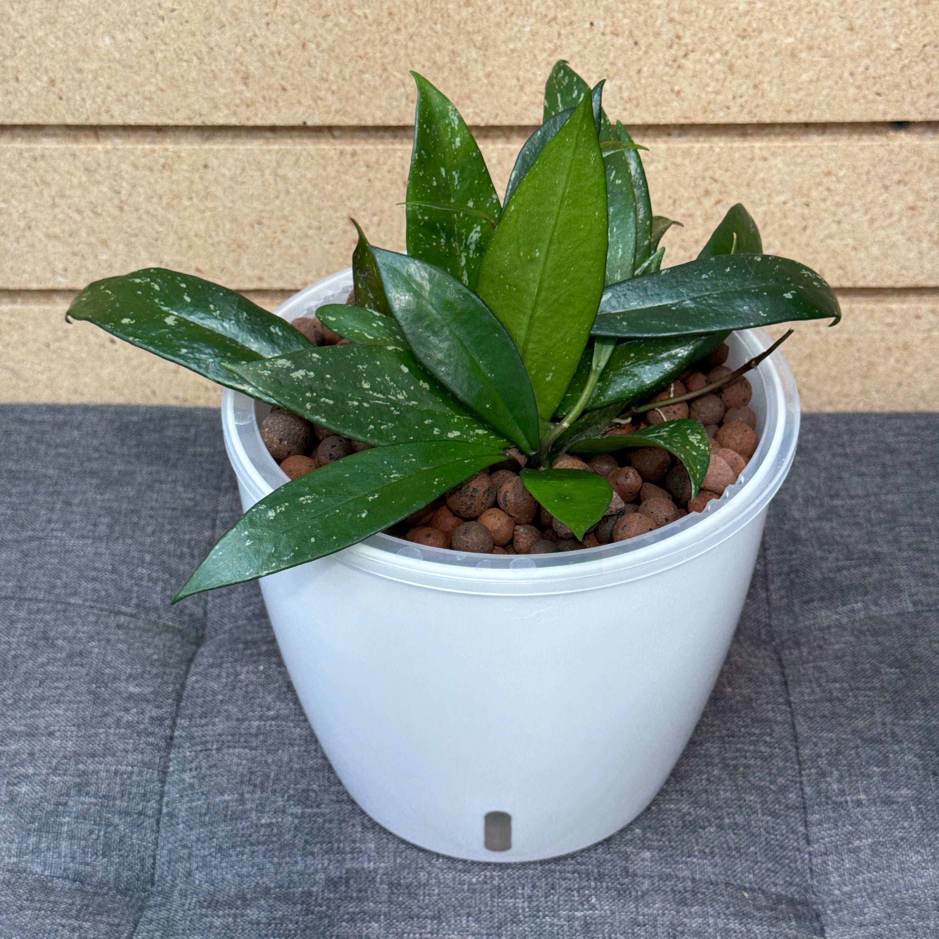 Hoya Pubicalyx Royal Hawaiian 7 Inch, Pre-Planted – LV Plantas